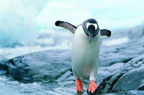 吃瓜网红企鹅图片,萌态十足引网友热议