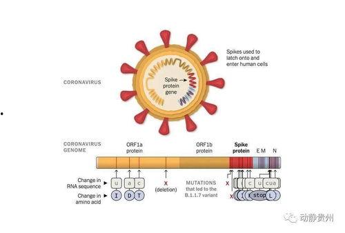 新冠病毒变异最新爆料,突变株肆虐，全球抗疫面临新挑战